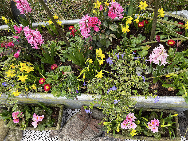 特写图像镀锌，锌金属水槽种植的春天开花植物，tete-a-tete水仙花(水仙)，微型玫瑰(蔷薇)，报春花(报春花)，红色的英国雏菊(Bellis perennis Bellissima)，风信子(Hyacinthus)，提高的观点